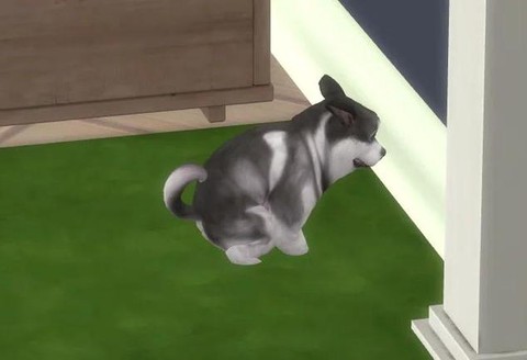 模拟人生4怎么动物[图1]